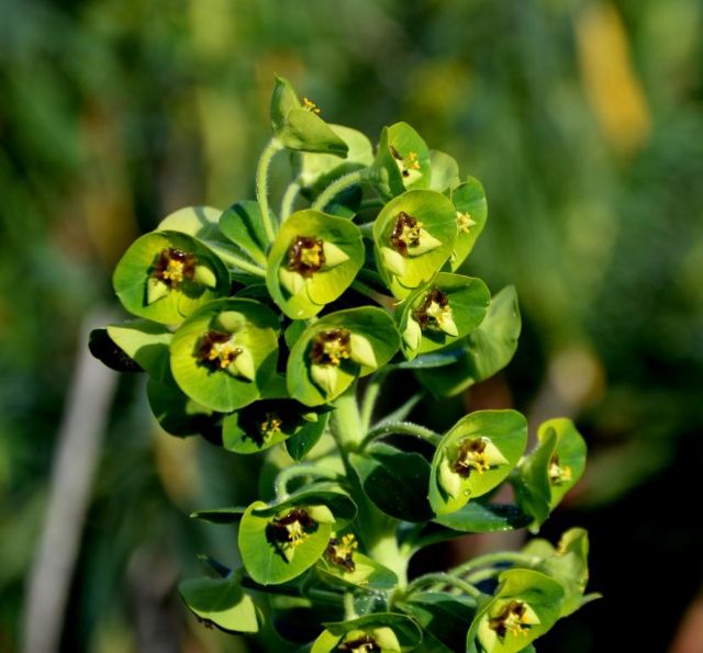 Euphorbia characias